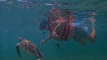 Private VW Beetle Tour Swim with Turtles, Visit Tulum Ruins&Town