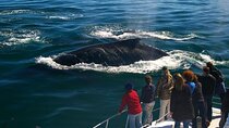 Hermanus Whale Boat Watching, Penguins & Wine Tasting from CapeT