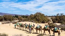 Bala DE camel through beautiful sand dunes