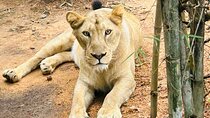 Explore Bangalore’s Wild Side – A Memorable Bannerghatta Safari!