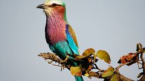 Full Day Birding Tour Kruger National Park