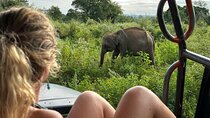 Udawalawe National Park Safari from Mirissa or Weligama