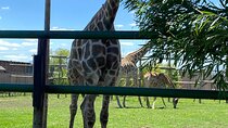 Cape Town Cheetah and Giraffe Sanctuary with Wine tasting