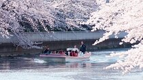 Cherry Blossom Sightseeing River Boat Experience 