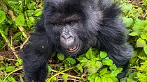 4 Days Rwanda Tour with Gorilla and Chimpanzee Trekking