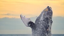 Sunrise Whale Watching boat tour with marine biologist