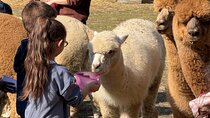 Meeting with the Alpacas of Monviso in the Educational Farm Turin