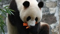 Panda Valley / Dujiangyan / Bipenggou / Siguniang Private Tour