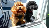 Dogs on Deck Harbour Cruise