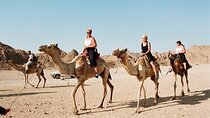 One-Hour Desert Camel Trek with Round-Trip Transfers - Hurghada