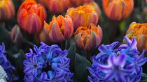 Small group tour to Keukenhof with Tulip Field Trip Experience 
