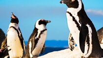 Cape Tour to Cape of Good Hope and African Penguins at Boulders