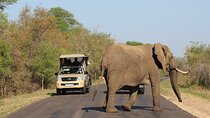 Kruger National Park 4 Day Shared Tour Johannesburg