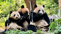 One Day Chengdu Itinerary Panda and Buddha Adventure