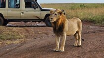 Nairobi National Park, Giraffe Center & Sheldrick Half Day Tour