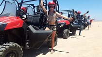 Buggy Car Safari Tour & Camel Ride With Transfer :Marsa Alam