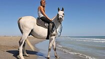 Horse Riding in Nabq Bay beach & Transfer - Sharm El Sheikh