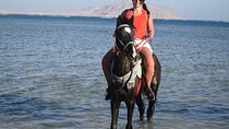2 Hours Horseback Riding in Nabq Bay & Transfer - Sharm El Sheikh