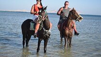 2-Hour Horse Riding on Nabq Bay Beach Transfers – Sharm El Sheikh
