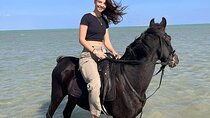 Horse Riding in Nabq Bay beach With Transfer - Sharm El Sheikh