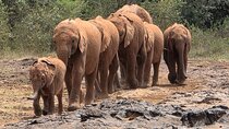 Nairobi's Wild Safari, Elephant Orphanage & Giraffe Centre
