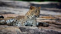 Sri Lanka Yala Wildlife Safari Tours
