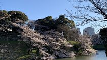 Private Tokyo Cherry Blossom Tour – Custom Sakura Viewing Spots 