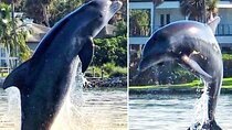 2 Hr Dolphin & Manatee River Cruise . Melbourne, Cocoa Beach,Fl.