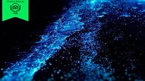 Bioluminescence Cocos Tours