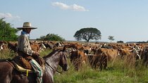 Traditional Gaucha Festival Tour from Buenos Aires