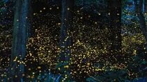Kuala Selangor Firefly Tour