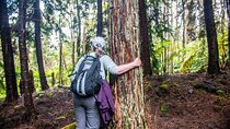 Kona Cloud Forest Sanctuary Pantropical Tour (1.5 hrs)