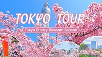Tokyo City Cherry Blossom Private Sightseeing Tour 