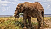 3 Day Amboseli Safari from Nairobi with Game Drives and Wildlife
