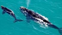 Whale Watching in Hermanus