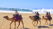 Camel Ride with Tequila Tasting and Lunch in Los Cabos