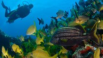 Scuba Diving around the Riviera Maya Reefs
