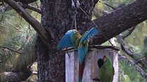 Observation of free-living macaws in the middle of the forest