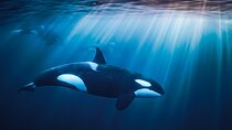 Ocean Safari: Orcas, Whales & Baja's Ocean Giants Adventure