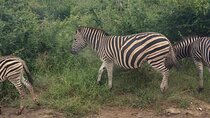 Private Guided Game Drive Safari in Dinokeng