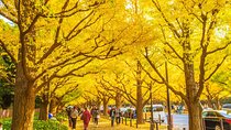 Tokyo Autumn Colors Gardens Shrines and Tea Tour