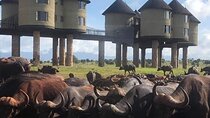 3 Days Safari to Saltlick lodge From Nairobi