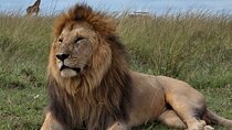 4-days Masai mara and Lake Nakuru guided Safari from Nairobi