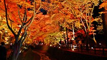 Maiko Dance and Autumn Leaves Illumination at Kitano Tenmangu TW