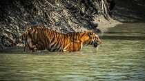 2 Days Sundarban Mangroves Tour from Kolkata
