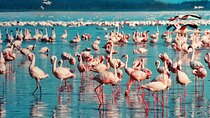 Lake Nakuru day trip from Nairobi