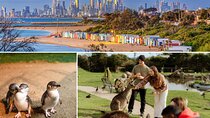 Melbourne: Penguin Parade , Koala & Brighton Bathing Boxes