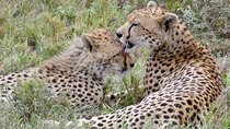 7 Days Tanzania Mid Luxury Safari Experience