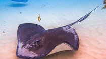 Stingray City and Seven Mile Beach Adventure Tour
