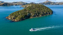 Harbour, Albatross and Wildlife Cruise on Otago Harbour